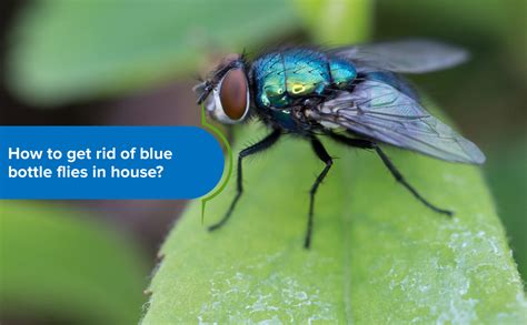 metallic blue house fly|blue bottle flies infestation.